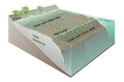 Coral reef diagram.jpg