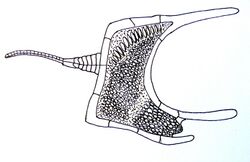 Cothurnocystis, Paleozoic era.