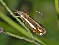 Crambidae - Crambus ericella.JPG