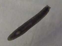 A dark brown flatworm with two visible nodes on its head.