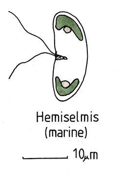 Cryptophyceae006 Hemiselmis.jpg