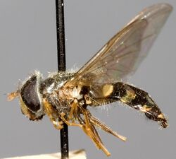 Dasysyrphus osburni Holotype CNCD15387 Lateral Large (6469418381).jpg