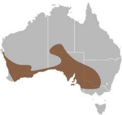Delma australis distribution.svg