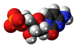 Deoxycytidine monophosphate anion 3D spacefill.png