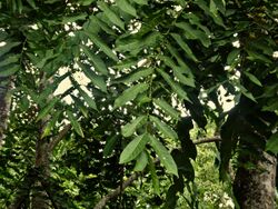 Dysoxylum-gaudichaudianum-SF22171-01.jpg