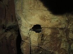 Echo Caves Bat.jpg