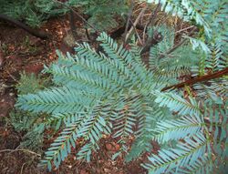 Elephantorrhiza burkei, loof, Elandsfontein, a.jpg