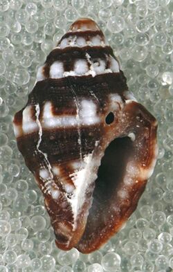 Engina turbinella (white spotted engina snail) (San Salvador Island, Bahamas) 2 (15570736493).jpg