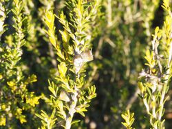 Eremaea pauciflora (fruit).jpg