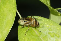 Eristalinus quinquelineatus 796.jpg