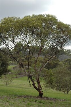 Eucalyptus calcareana habit.jpg