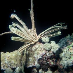 Feather Star (Lamprometra palmata).jpg