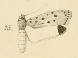 Fig.25-Ethmia oculigera (Psecadia).JPG