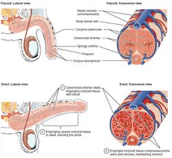 Figure 28 01 06.jpg