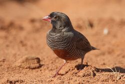 Flickr - Rainbirder - African Quailfinch (Ortygospiza atricollis) male.jpg