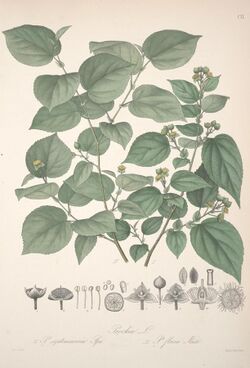 Florae Columbiae (Plate CXL) (8205969464).jpg