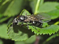 Formicidae - Formica cinerea.JPG