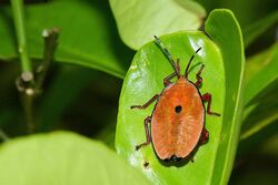 Fourth or fifth instar of Bronze Citrus Bug, Musgraveia sulciventris on Orange.jpg