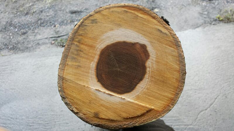 File:Freshly cross cut Sorbus aucuparia with heart-wood.jpg