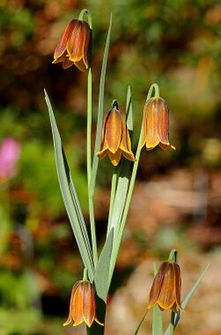 Fritillaria drenovskii.jpg