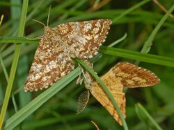 Geometridae - Ematurga atomaria-1.JPG