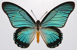 Giant Blue Swallowtail (Papilio zalmoxis) (8362447270).jpg