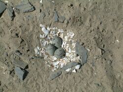 Three bluish eggs with black speckling sit atop a layer of white mollusk shell pieces, surrounded by sandy ground and small bits of bluish stone