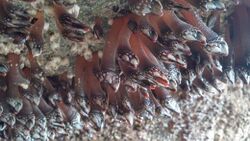 Goose Barnacles in a cave south of Cannon Beach, Oregon, Aug 2016.jpg
