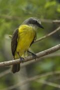 Gray-capped Flycatcher - Rio Tigre - Costa Rica MG 8831 (26630446841).jpg