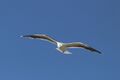 Great black-backed gull (Larus marinus) in flight.jpg