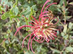 Grevillea maccutcheonii flower growing in Bowral NSW.jpg