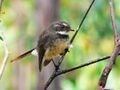 Grey fantail3444.jpg