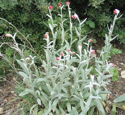 Helichrysum sanguineum.jpg