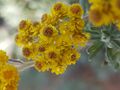 Helichrysum splendidum04.jpg