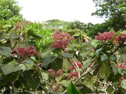 Heliocarpus sp Costa Rica 1.jpg