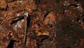 Frog barely recognisable against brown decaying leaf litter.