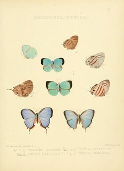 Illustrations of diurnal Lepidoptera 29.jpg