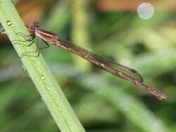 Indolestes gracilis - female.jpg