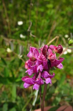 Lathyrus pisiformis in Estonia.jpg