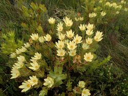 Leucadendron gandogeri Kleinmond 05.jpg