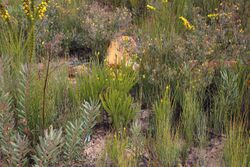 Leucadendron olens 11606209.jpg