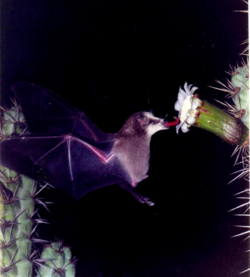 Lonchophylla mordax em Pilosocereus tuberculatus EARMLucena2007-1.png