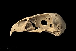 Profile of fossillised skull of Eyles' harrier.