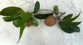 Manilkara zapota - Nispero fruit and leaves 01.jpg