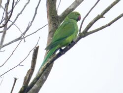 Photo of a green parrot on a branch