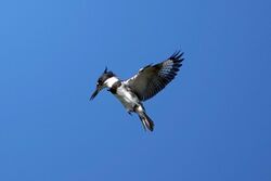 Megaceryle alcyon-male hovering.jpg