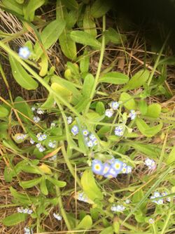 Myosotis maritima.jpg