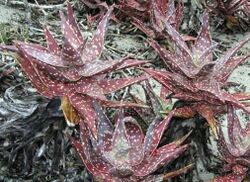 Namaqualand Sand Aloes - Aloe arenicola.jpg