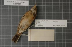 Naturalis Biodiversity Center - RMNH.AVES.121781 - Calandrella cinerea erlangeri (Neumann, 1840) - Alaudidae - bird skin specimen.jpeg