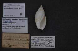 Naturalis Biodiversity Center - ZMA.MOLL.357309 - Amalda marginata (Lamarck, 1811) - Olividae - Mollusc shell.jpeg
